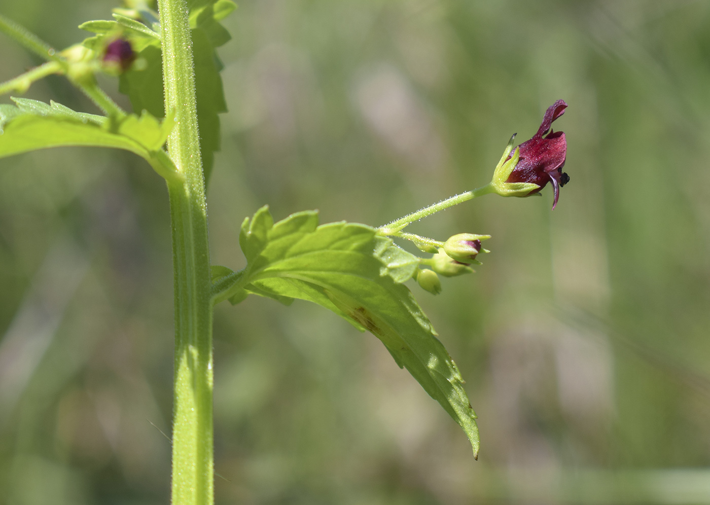 Изображение особи Scrophularia peregrina.