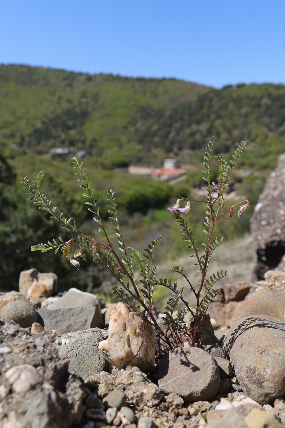 Image of Vicia ervilia specimen.
