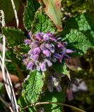 View full-size image Trachystemon orientalis