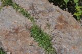 View full-size image Silene lychnidea