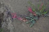 View full-size image Euphorbia myrsinites