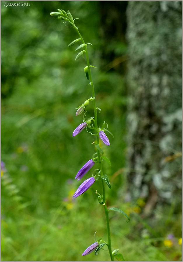 Изображение особи Campanula rapunculoides.