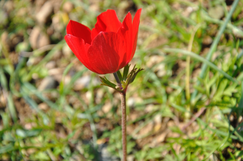 Изображение особи Anemone coronaria.