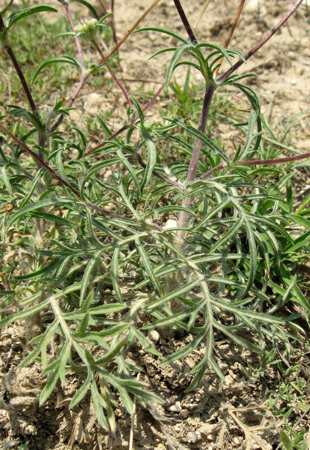 Image of Lomelosia argentea specimen.