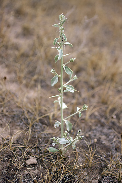 Image of Alhagi canescens specimen.