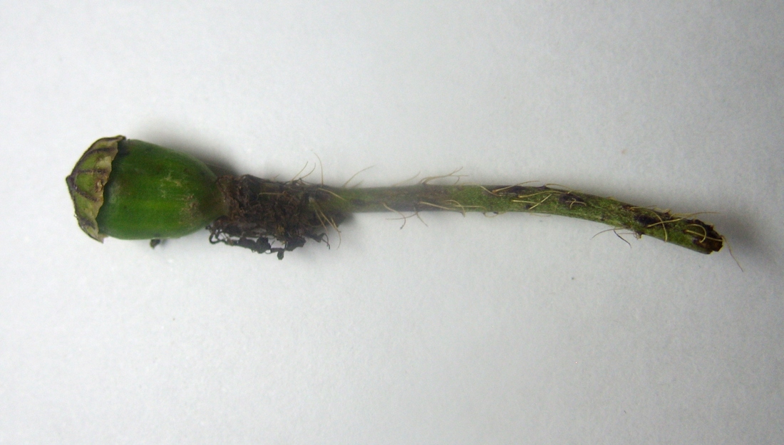 Image of Papaver rhoeas specimen.