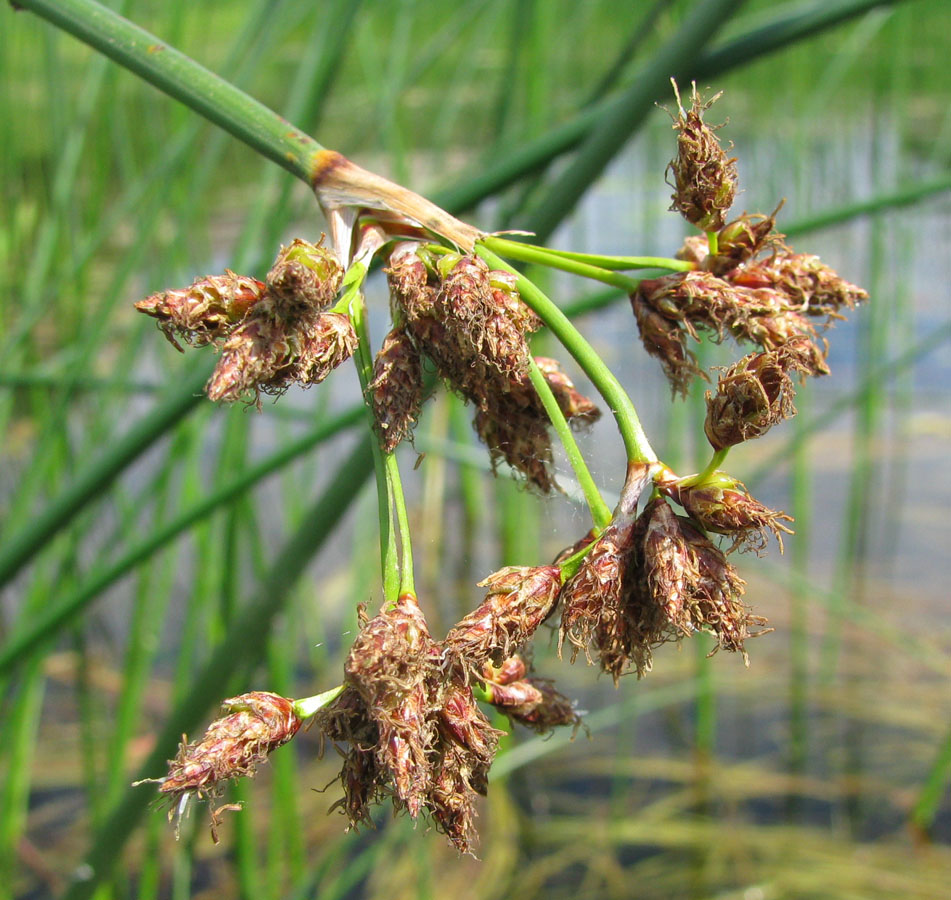 Изображение особи Schoenoplectus lacustris.