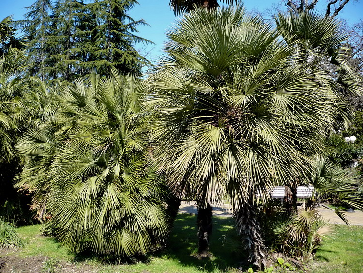 Изображение особи Chamaerops humilis.