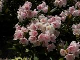 Rhododendron caucasicum