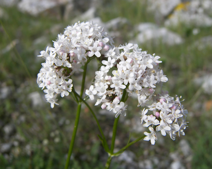 Изображение особи Valeriana alpestris.