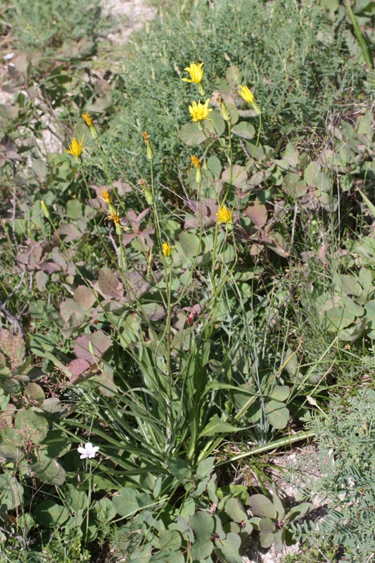 Image of Scorzonera stricta specimen.