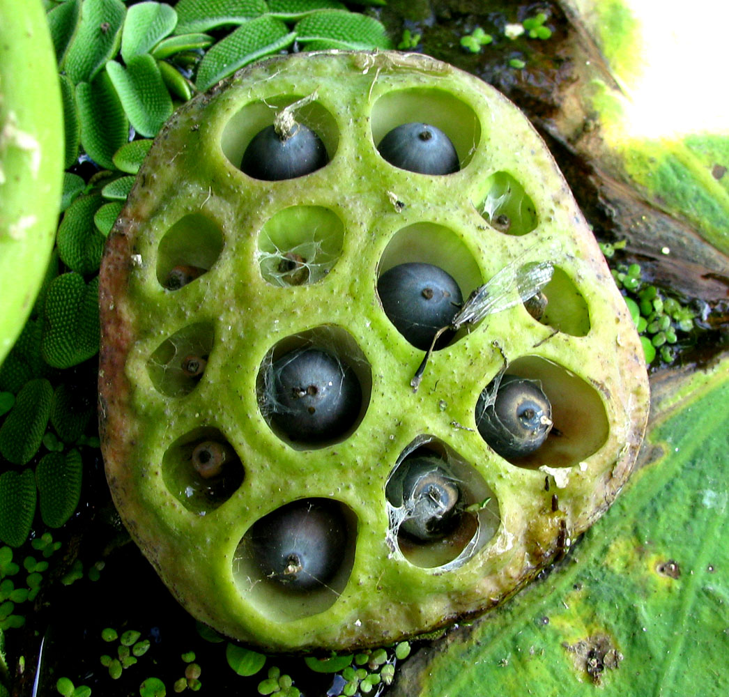 Image of Nelumbo caspica specimen.