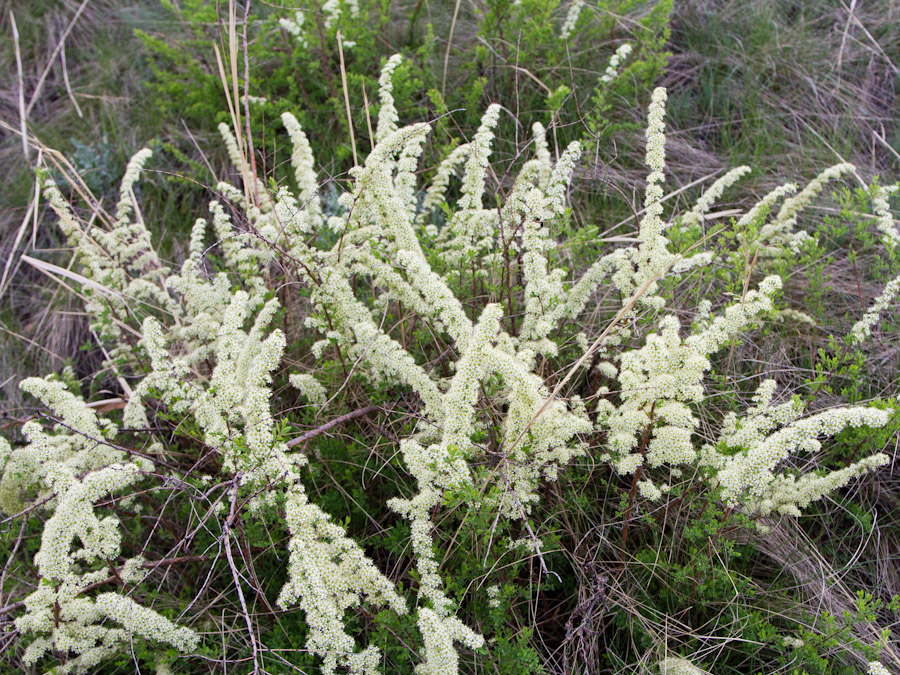 Image of Spiraea hypericifolia specimen.