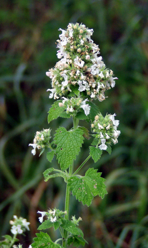 Image of Nepeta cataria specimen.