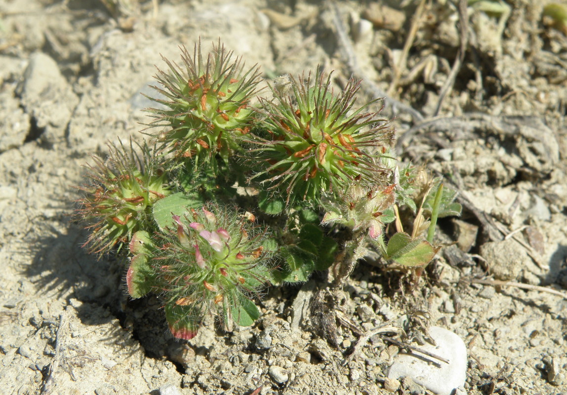 Image of Trifolium lappaceum specimen.