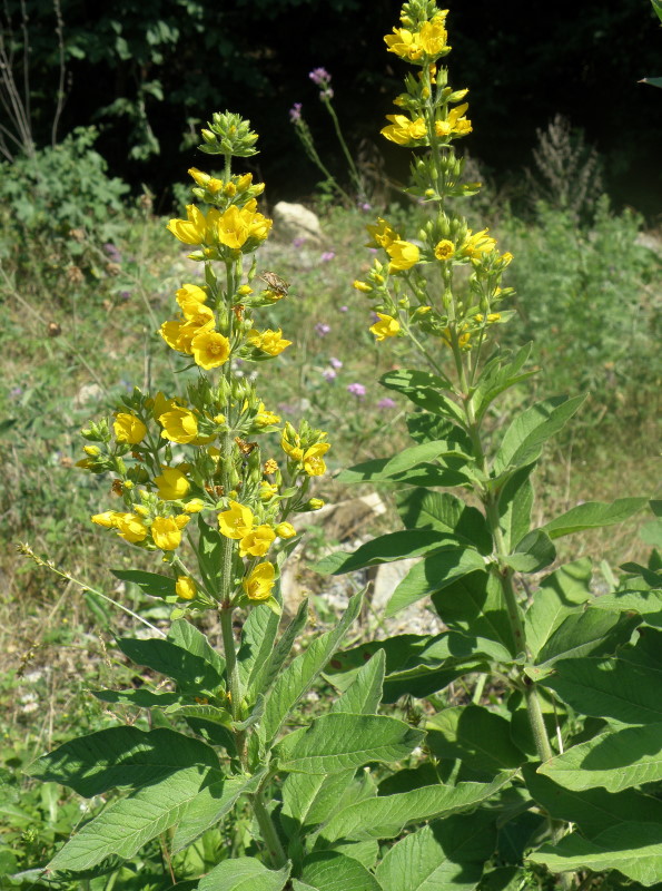 Изображение особи Lysimachia verticillaris.