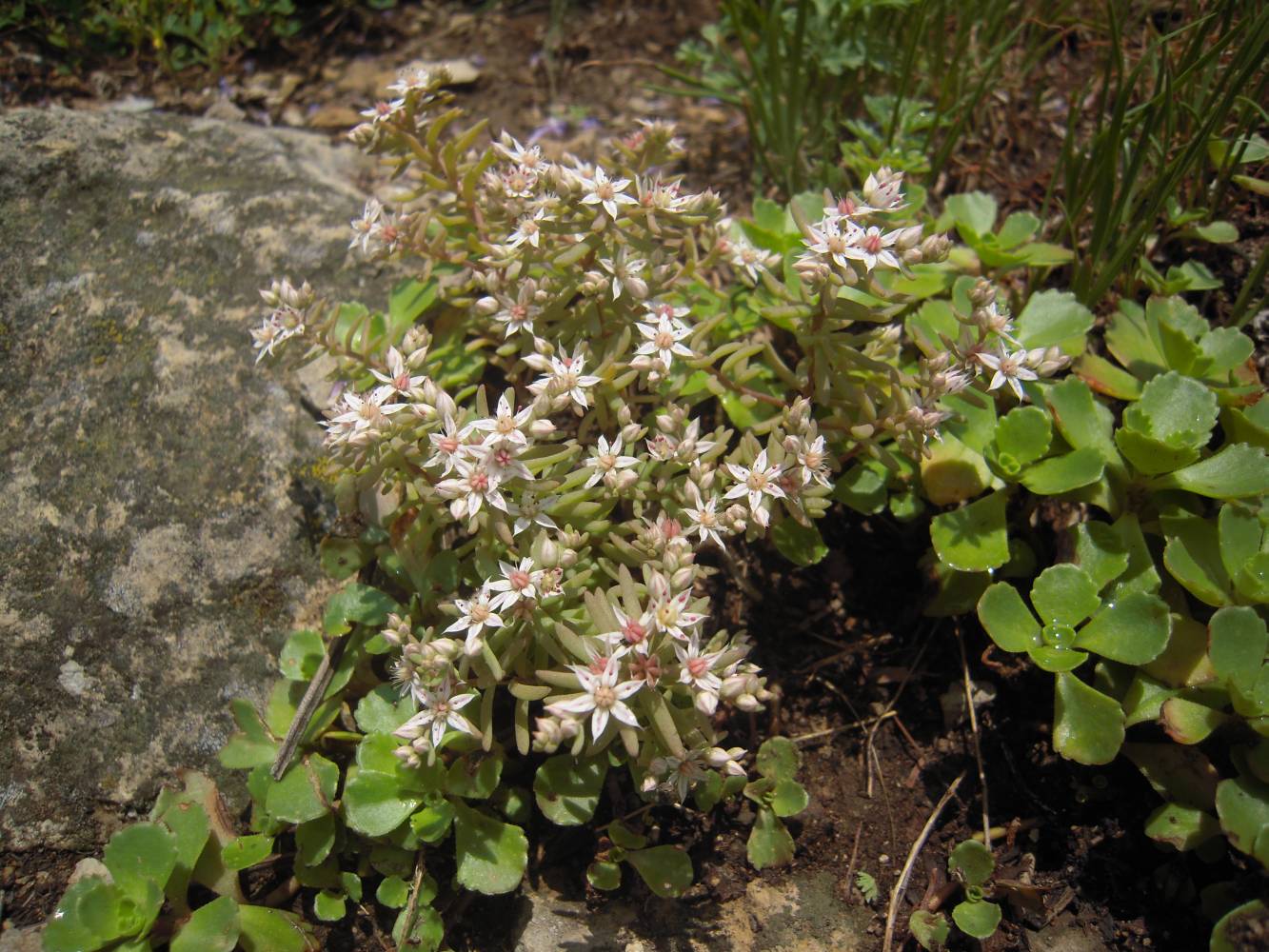 Image of Sedum hispanicum specimen.