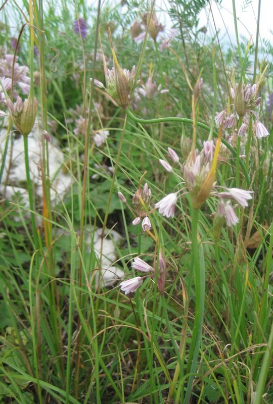 Image of Allium kunthianum specimen.