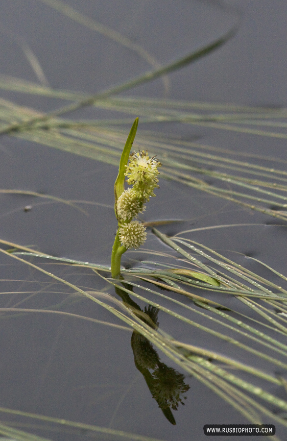 Изображение особи Sparganium angustifolium.