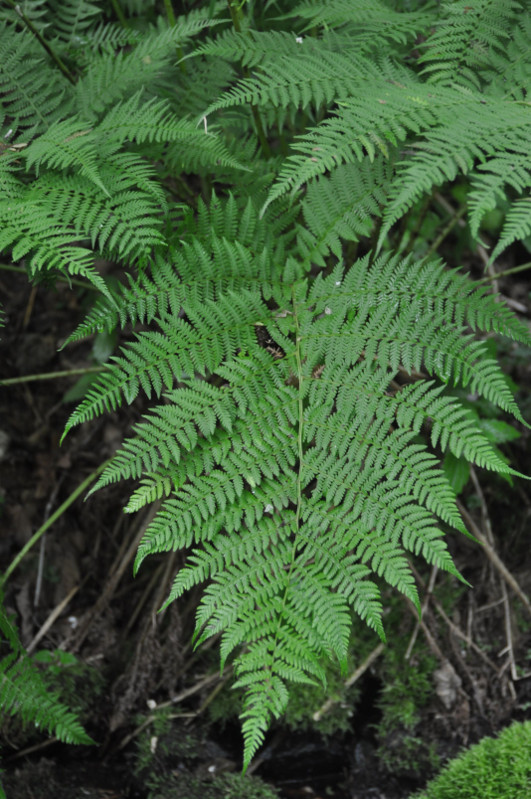 Image of Athyrium monomachii specimen.