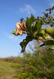 Fagus &times; taurica