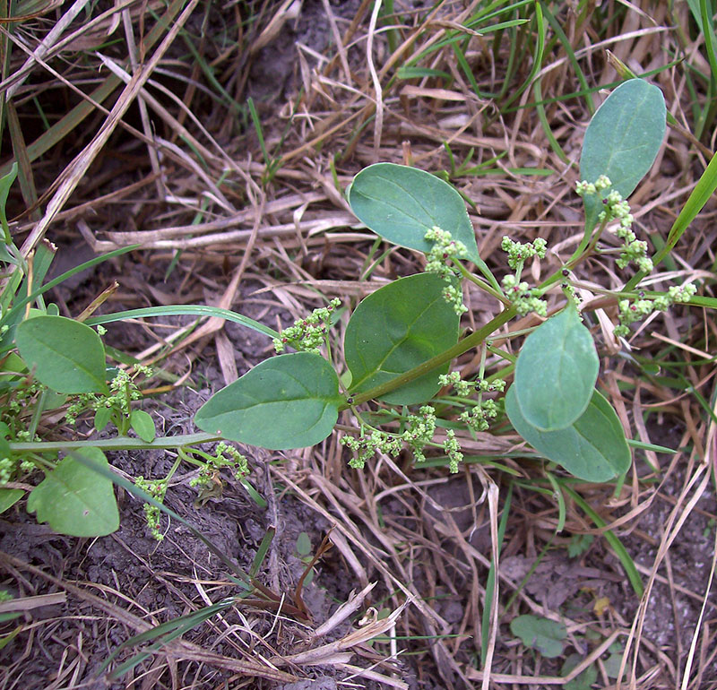 Изображение особи Lipandra polysperma.