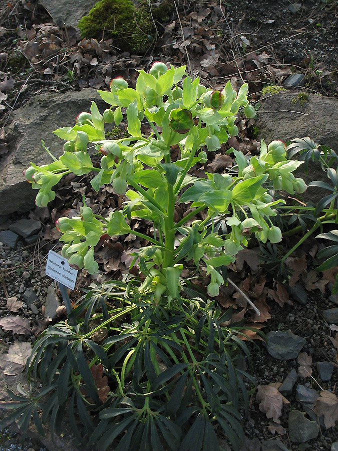 Image of Helleborus foetidus specimen.