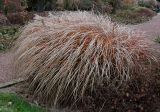 Miscanthus sinensis. Плодоносящее растение в осенней окраске. Германия, г. Кемпен, в парке. 16.11.2012.