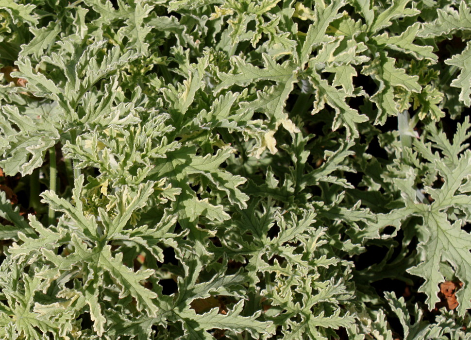 Image of Pelargonium graveolens specimen.