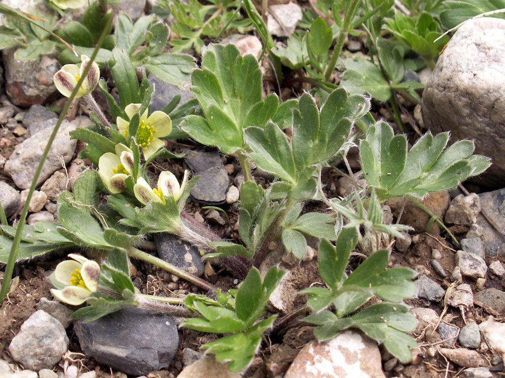 Image of Pulsatilloides obtusiloba specimen.