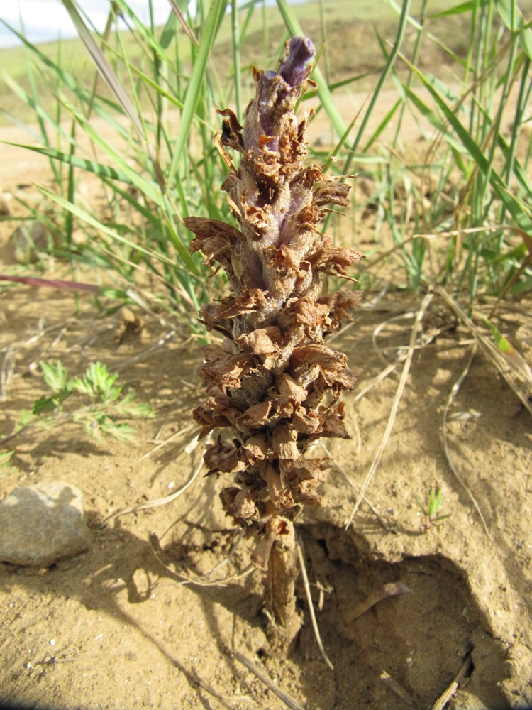 Image of familia Scrophulariaceae specimen.