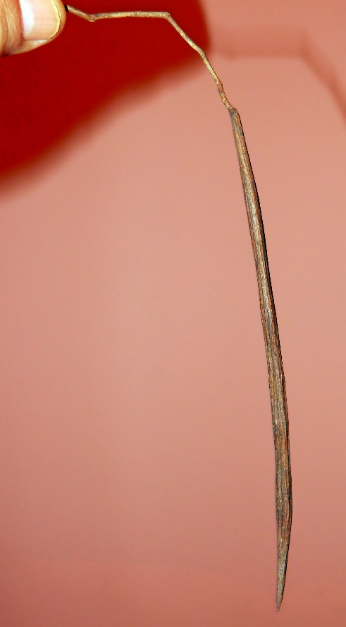 Image of genus Catalpa specimen.