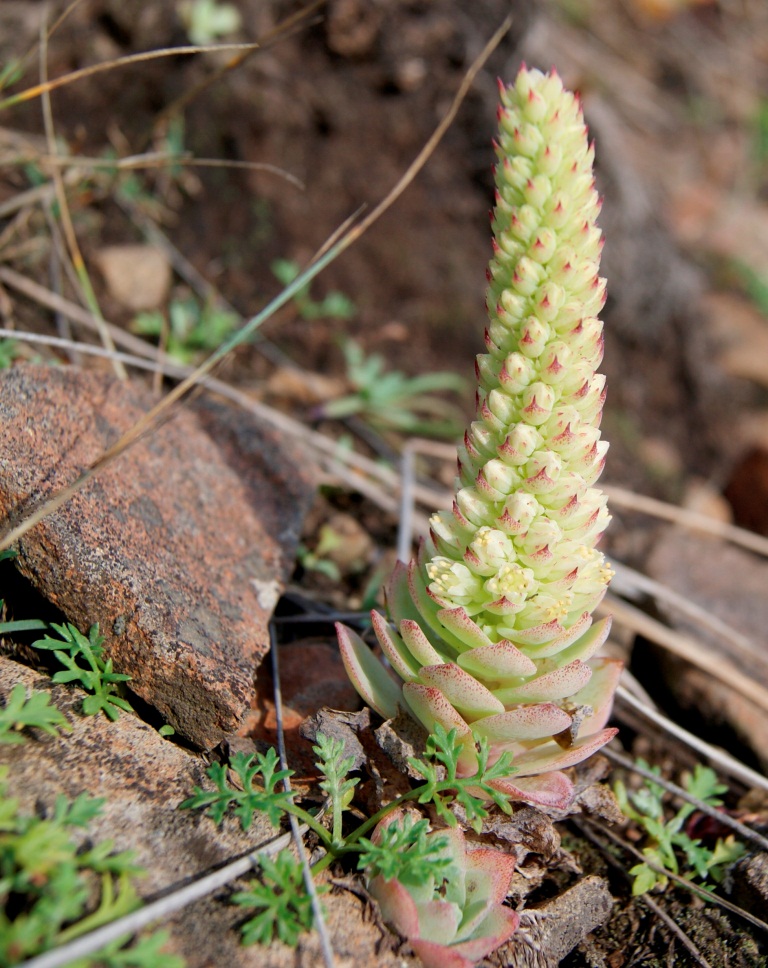 Image of Orostachys malacophylla specimen.