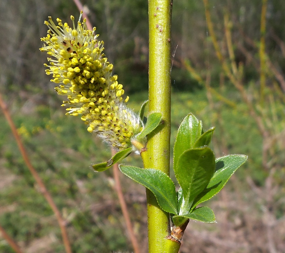 Изображение особи Salix myrsinifolia.