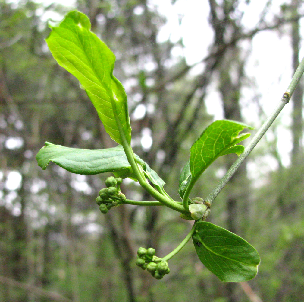 Image of Lonicera orientalis specimen.