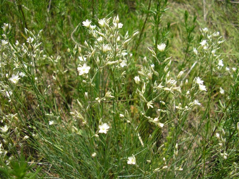 Image of Eremogone rigida specimen.