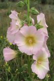 Alcea rosea. Часть соцветия. Крым, пересыпь оз. Донузлав. 8 июня 2013 г.