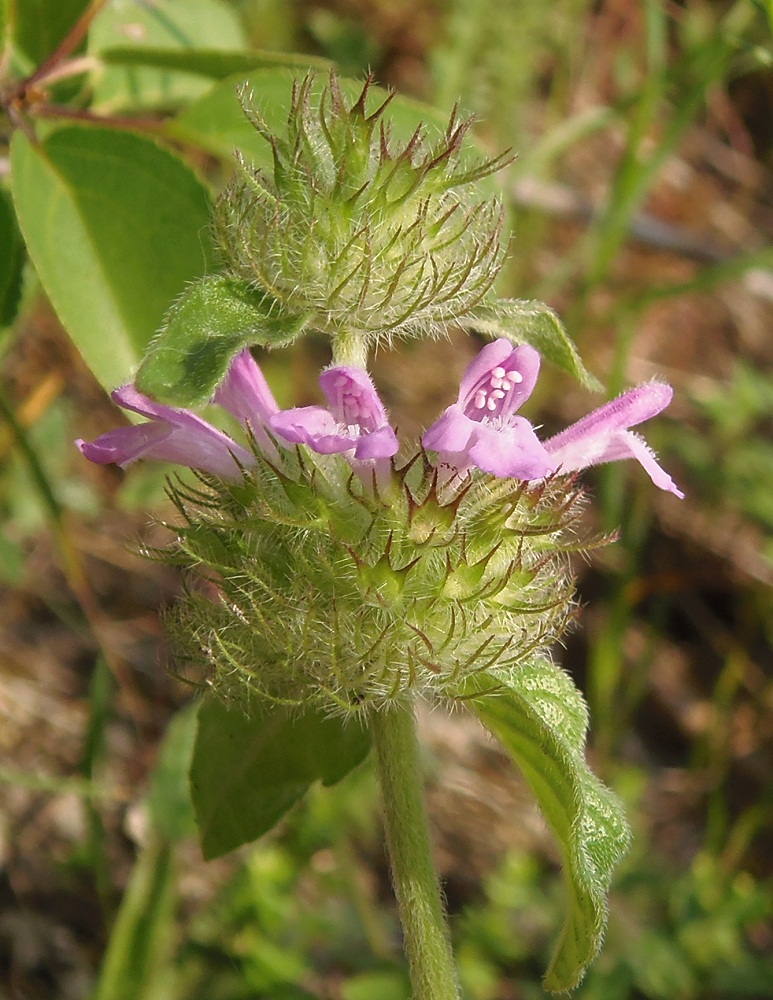 Image of Clinopodium caucasicum specimen.