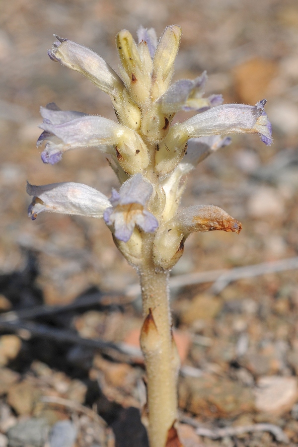 Image of Phelipanche kelleri specimen.