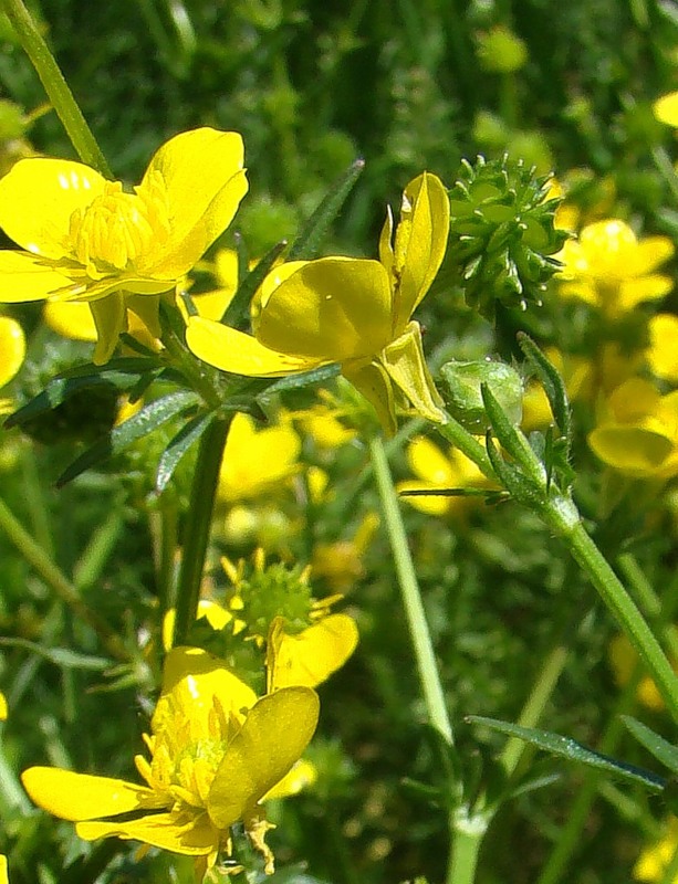 Image of Ranunculus sardous specimen.