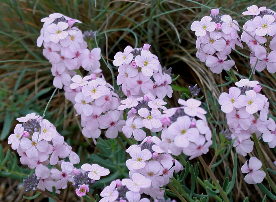 Image of Aethionema grandiflorum specimen.