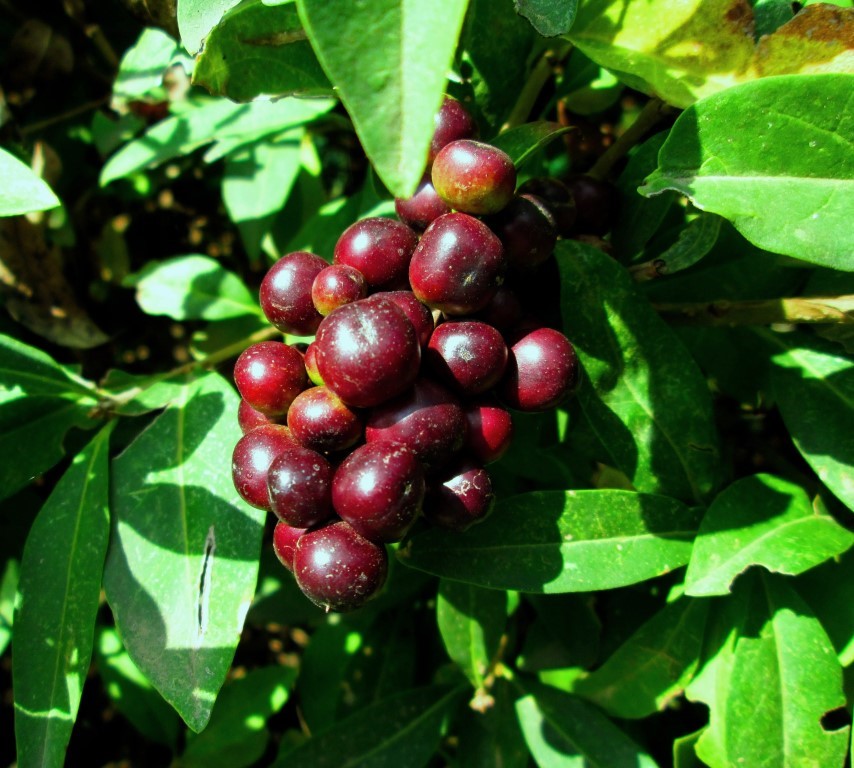 Изображение особи Ligustrum vulgare.