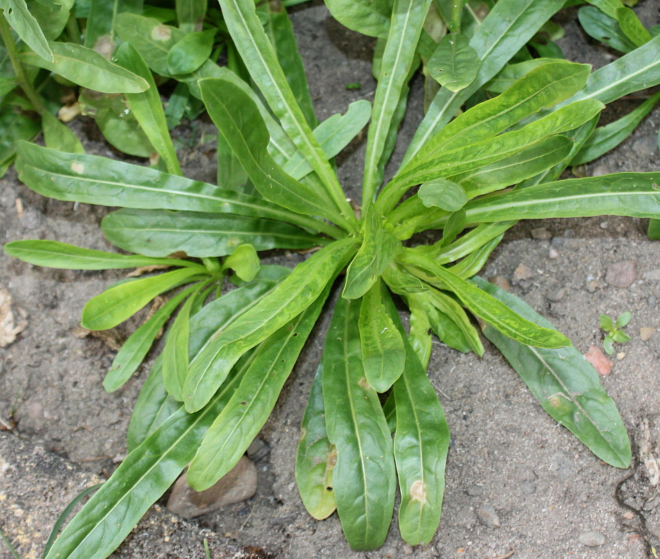 Image of Reseda luteola specimen.