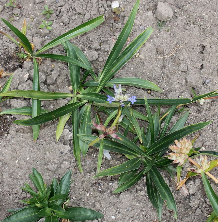 Image of Gentiana fetisowii specimen.