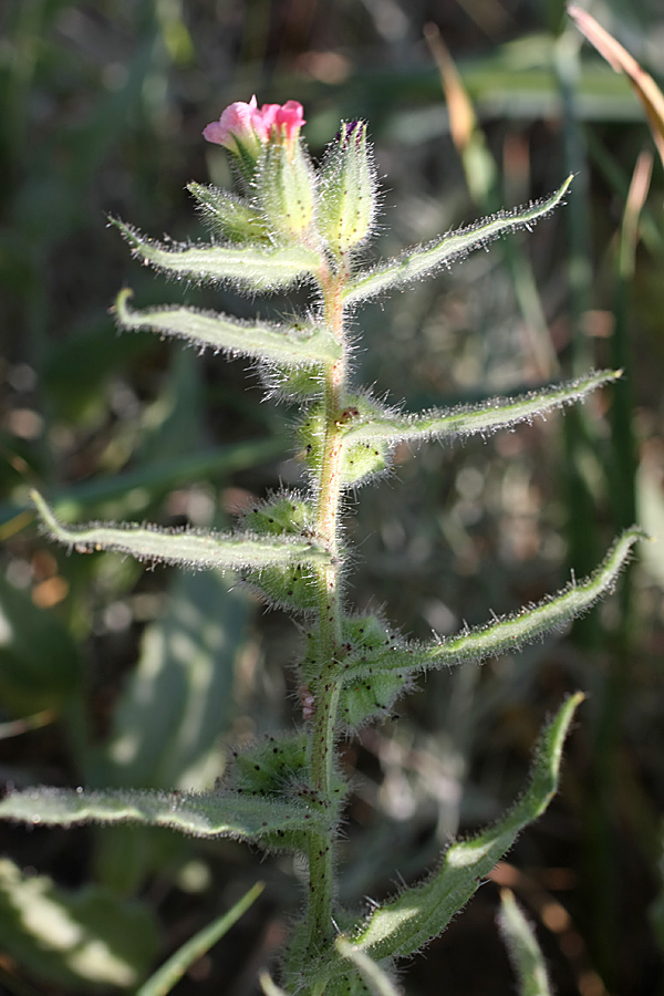 Image of Nonea caspica specimen.