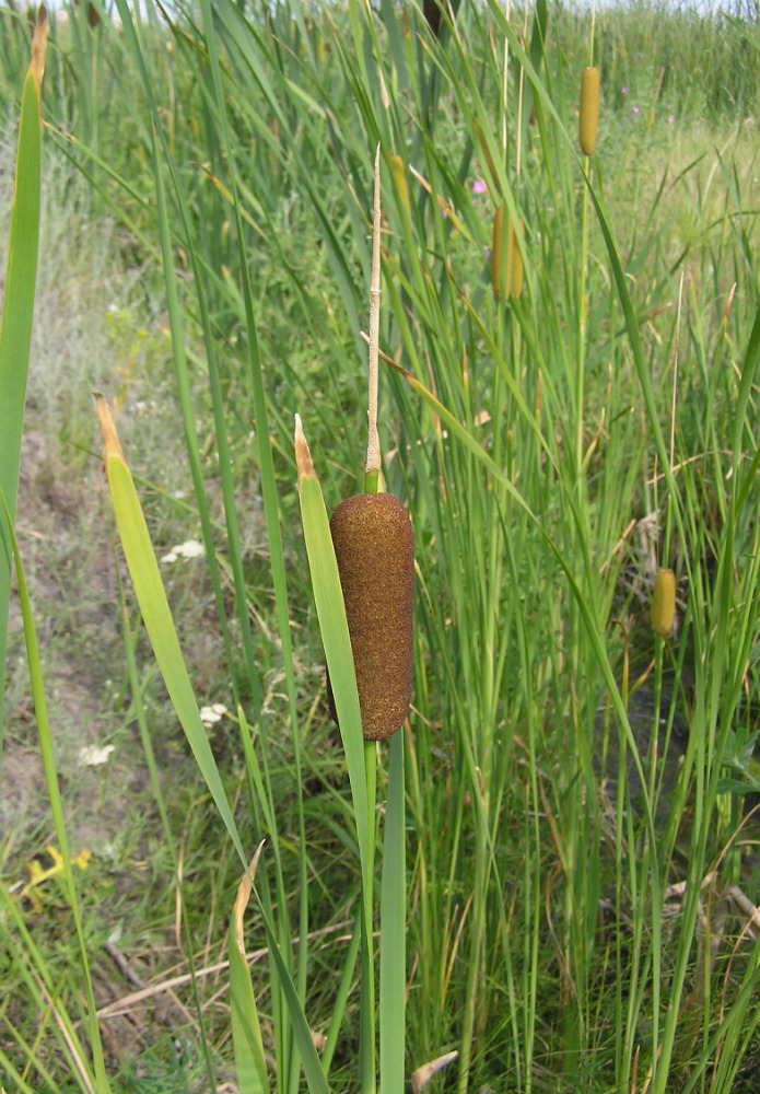 Image of genus Typha specimen.