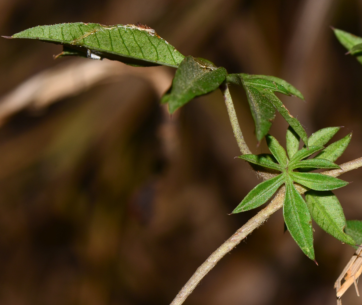 Image of Ipomoea cairica specimen.