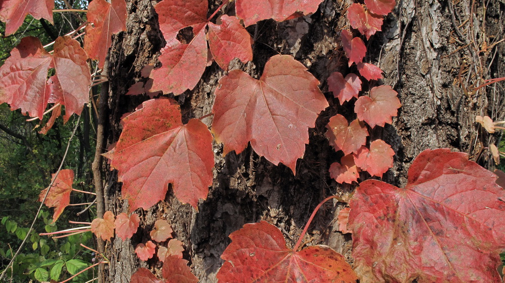 Image of Parthenocissus tricuspidata specimen.