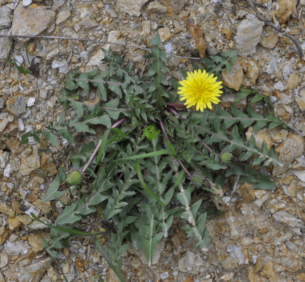 Изображение особи род Taraxacum.