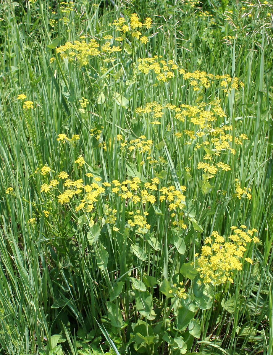 Image of Bupleurum longifolium ssp. aureum specimen.